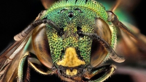 عکاسی از زنبورها در قالب یک برنامه تحقیقاتی