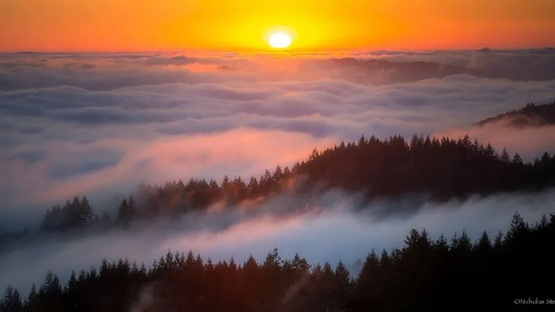 نیک اشتاینبرگ و عکاسی از مه