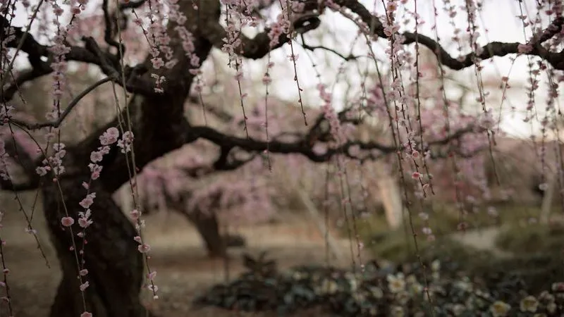 عکاسی از درختان آلو در آستانه بهار در کشور ژاپن