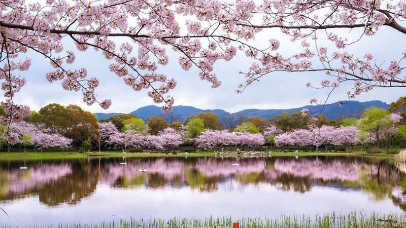 عکاسی از جشنواره شکوفه های گیلاس معروف به هانامی در کشور ژاپن