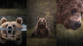 عکاسی از حیوانات-عکاسی از خرس های قهوه ای فنلاند