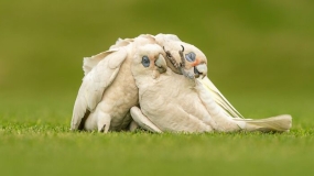 فینالیست‌ها و برندگان مسابقه عکاسی از پرندگان استرالیا ۲۰۲۳