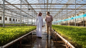 همکاری مشترک نئوم عربستان و شرکت هلندی برای ساخت گلخانه های مدرن