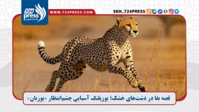 یوزپلنگ آسیایی چشم‌انتظار «یوزبان»