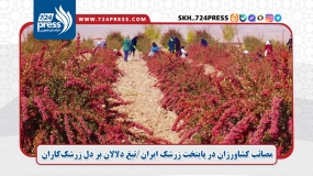 مصائب کشاورزان در پایتخت زرشک ایران/تیغ دلالان بر دل زرشک‌کاران