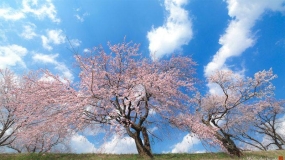 عکاسی از جشنواره شکوفه های گیلاس معروف به هانامی در کشور ژاپن