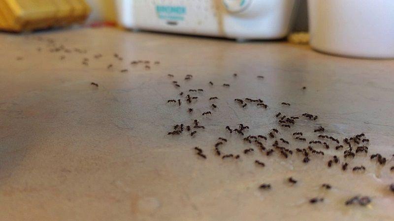 جلوگیری از هجوم مورچه ها به منزل