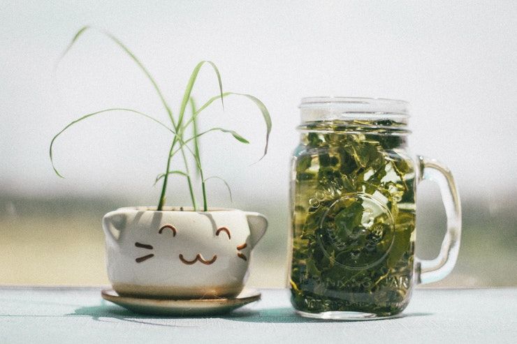 چای سبز (724press.com)