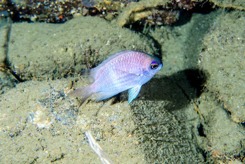 Chromis Bowesi-724press.com