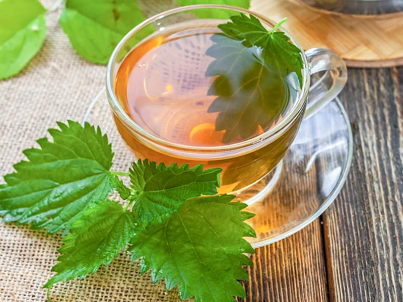 چای گزنه با برگ تازه-724press.com