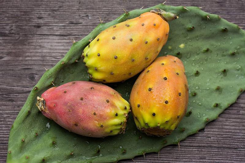 میوه و گوشت گیاه کاکتوس-724press.com