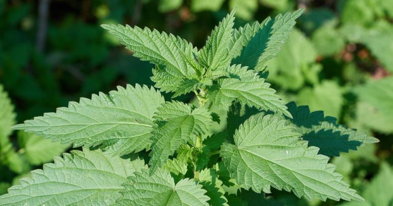 گیاه گزنه- 724press.com