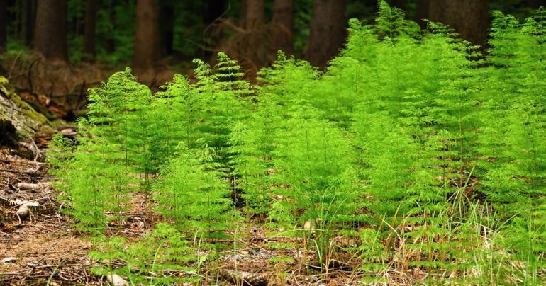 گیاه دم اسب- 724press.com