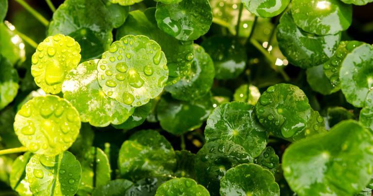 گیاه آب قاشقی یا قدح مریم- 724press.com