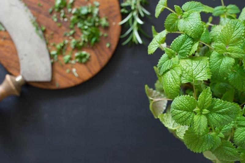 بادرنجبویه ساطوری شده-724press.com