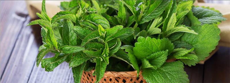 یک دسته برگ بادرنجبویه-724press.com