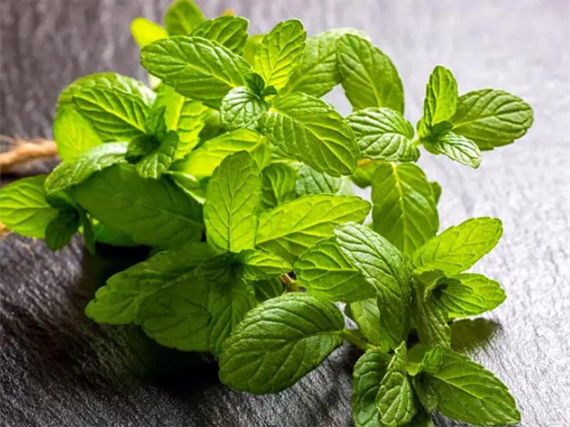 برگ سبز بادرنجبویه-724press.com