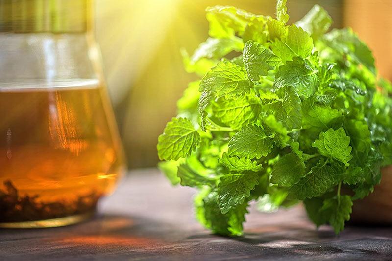 برگ و دم کرده بادرنجبویه-724press.com