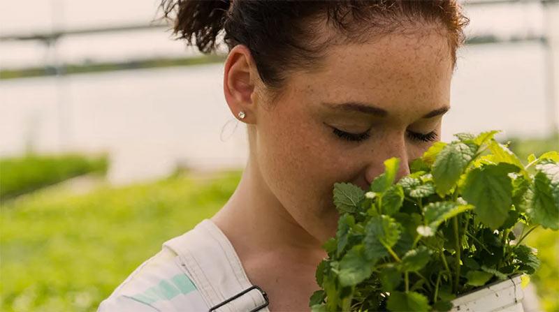 بوییدن عطر لیمویی گیاه بادرنجبویه-724press.com