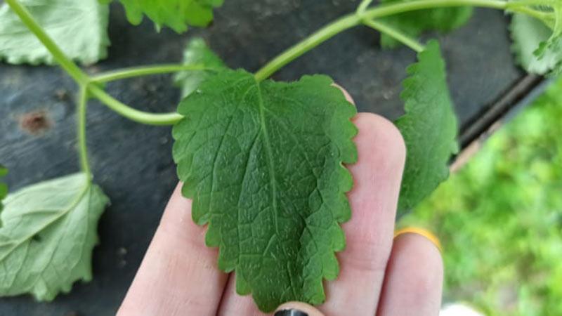 یک عدد برگ گیاه ملیسا روی انگشت-724press.com