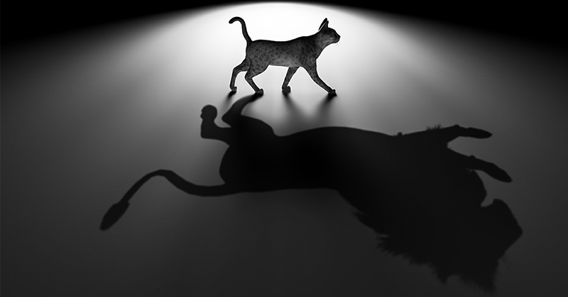 گربه با سایه شیر-724press.com