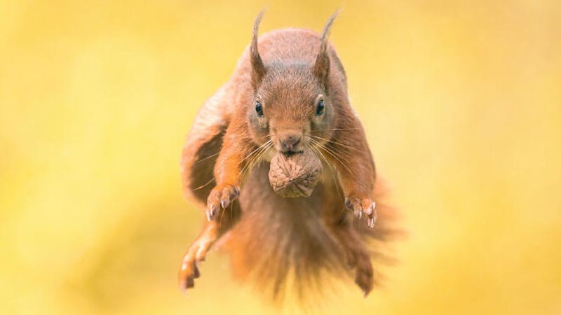 عکاسی از سنجاب های قرمز بامزه