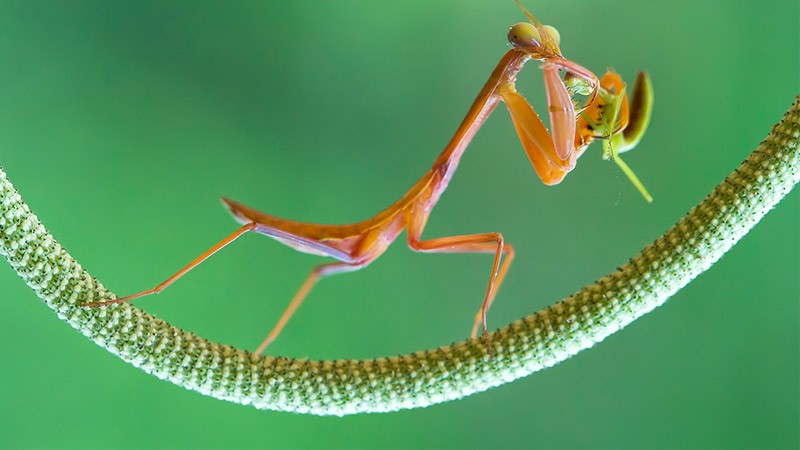 عکاسی از حشرات- یک مانتیس