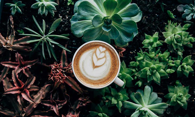 یک فنجان قهوه در میان گیاهان-724press.com
