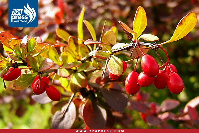 محصول زرشک استان خراسان جنوبی