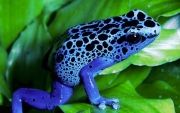 Colorful-Creatures-1