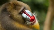 Colorful-Creatures-12