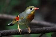 Colorful-Creatures-13