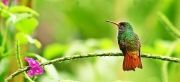 Colorful-Creatures-14