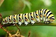 Colorful-Creatures-18