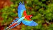 Colorful-Creatures-19