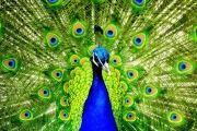 Colorful-Creatures-2