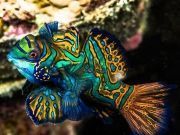 Colorful-Creatures-20