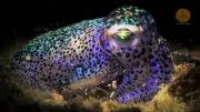 Colorful-Creatures-21
