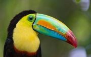 Colorful-Creatures-3