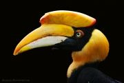 Colorful-Creatures-4