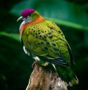Colorful-Creatures-5