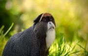 Colorful-Creatures-6