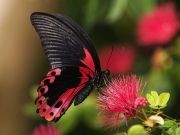 Colorful-Creatures-7
