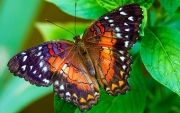 Colorful-Creatures-8