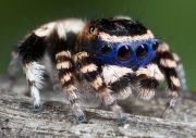 Colorful-Creatures-9
