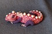 Beady-Dragons-15