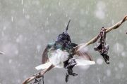 hummingbirds-10