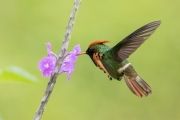 hummingbirds-11