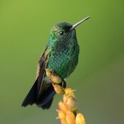 hummingbirds-12