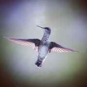 hummingbirds-3